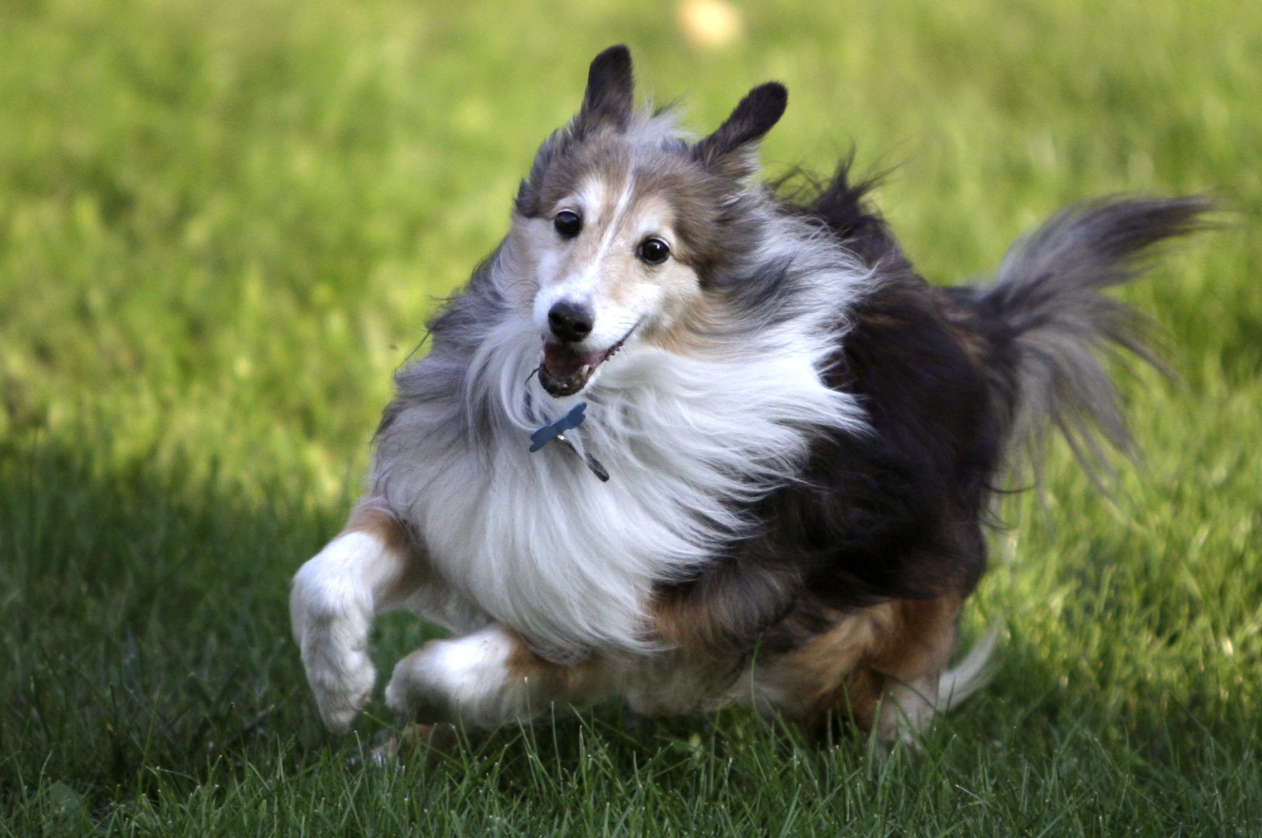 Shetland sheepdog